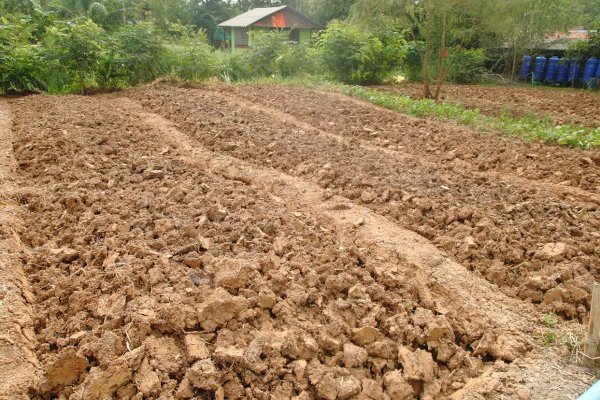 国内正规配资公司 沙姜亩产揭秘：产量影响因素与经济效益全解析