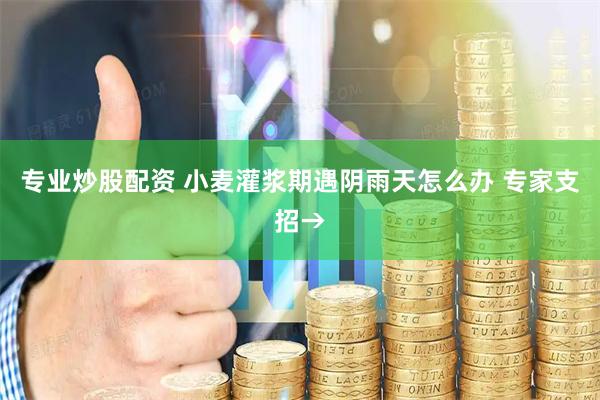 专业炒股配资 小麦灌浆期遇阴雨天怎么办 专家支招→
